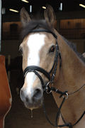 ponyteam.it