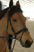 ponyteam.it