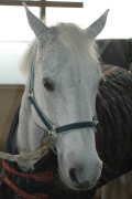 ponyteam.it
